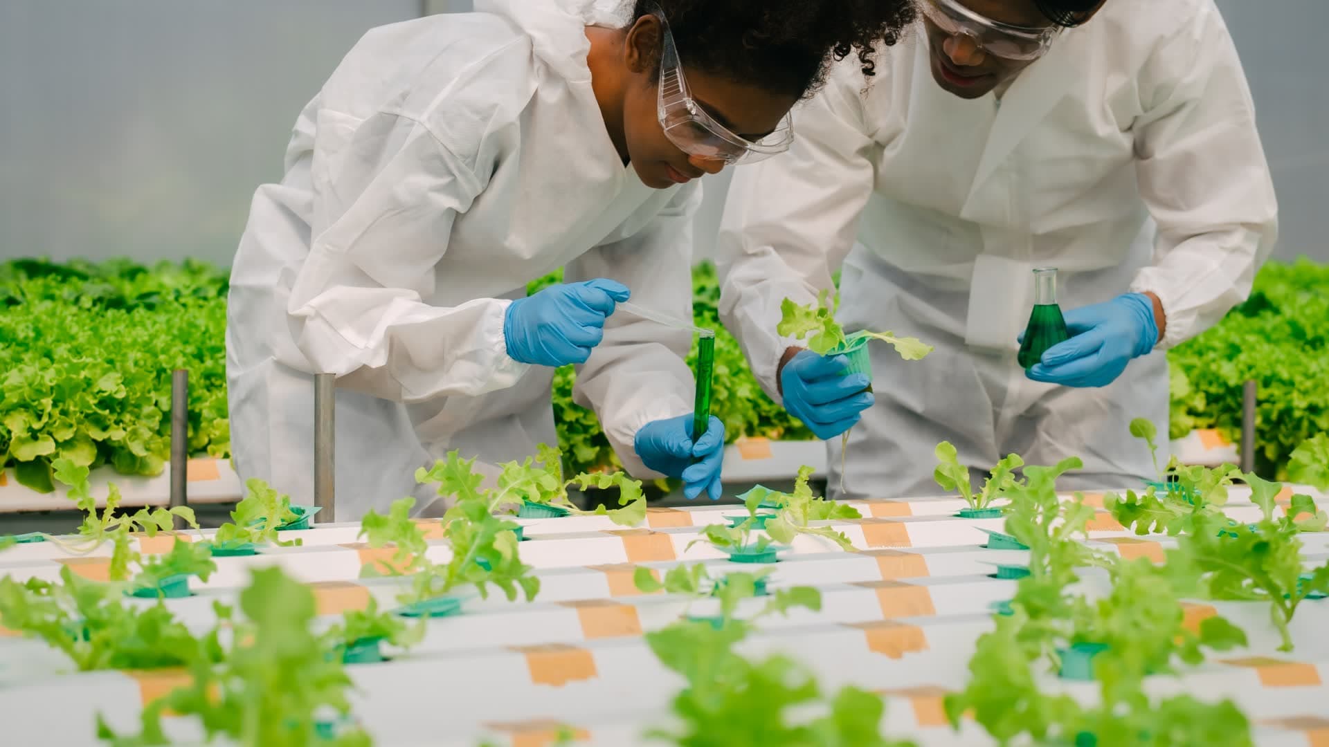 Lab technician in protective equipment collecting plant samples
